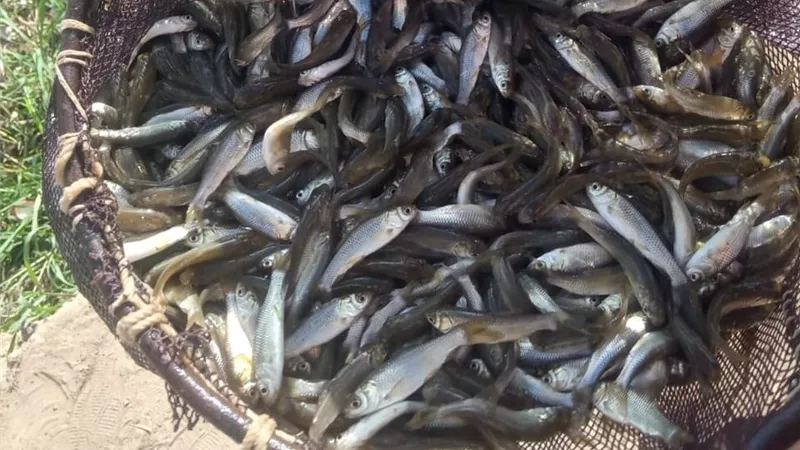 تكثيف عمليات إطلاق زريعة الأسماك بعدد من المحافظات على مستوى الجمهورية