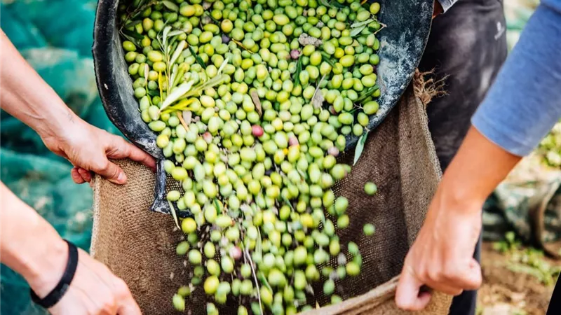 الذهب الأخضر.. مصر تتوسع في صادرات الزيتون وتحتل مكانة متقدمة عالميا