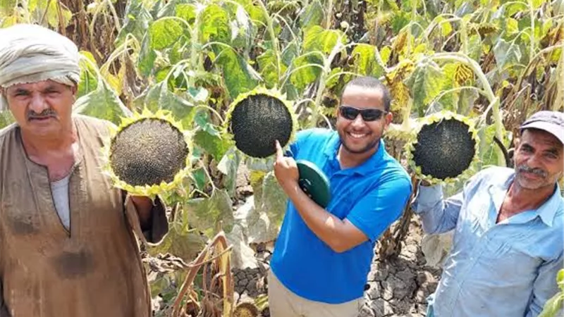 مصر تنجح في زراعة عباد الشمس الزيتي بجنوب سيناء
