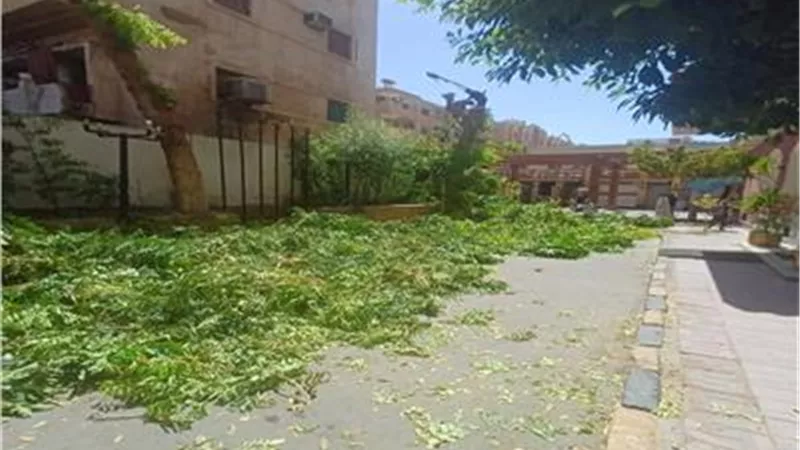 بسبب قطع الأشجار.. محافظ أسوان يوقع غرامة مالية كبيرة على أحد الفنادق 