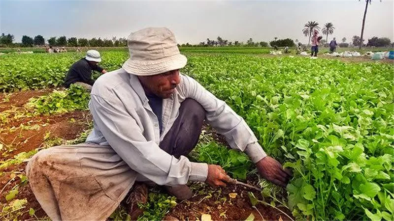 بالفيديو.. الدولة تواصل جهودها لتمكين الفلاح عبر 