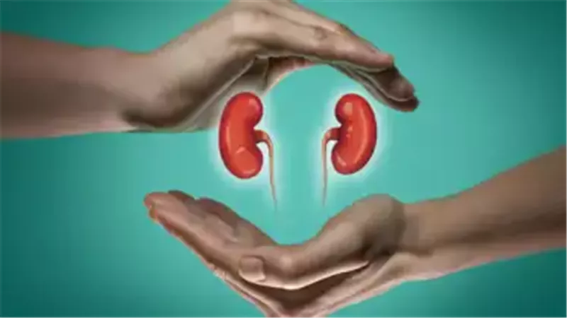 3 أعشاب طبيعية لتنظيف الكلى يجب معرفتها