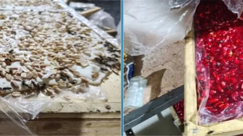 ضبط 8 أطنان حلوى مولد مجهولة داخل مصنع غير مرخص بالمنوفية