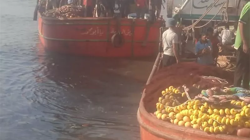 بعد توقف 4 أشهر.. انطلاق موسم صيد الشانشولا 2025 في خليج السويس