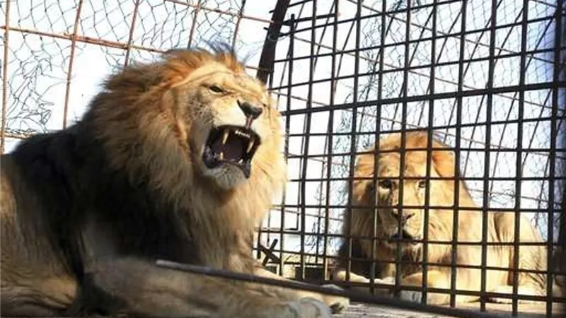 ضبط تمساح داخل مزرعته.. إخلاء سبيل مدرب الأسود محمد الحلو بعد التحقيق معه