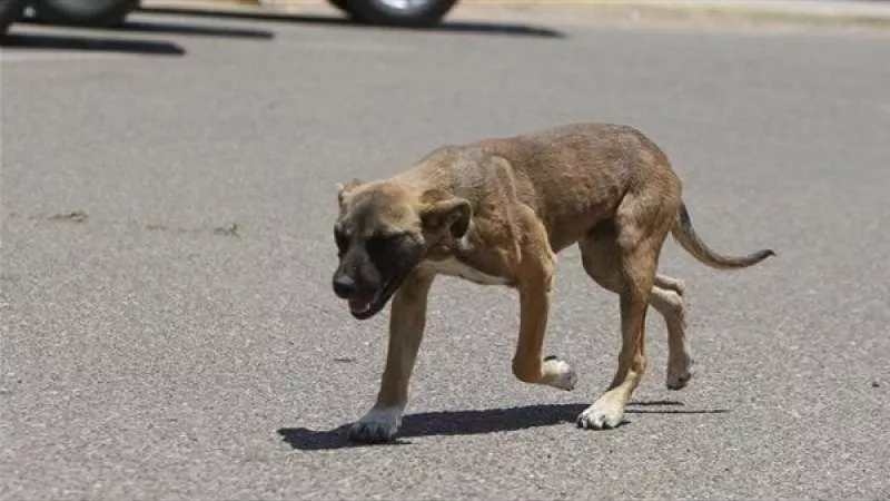 كلية الطب البيطرى بجامعة قناة السويس حول واقعة الكلب: لم يتم ذبحه بل استخدم معه القتل الرحيم