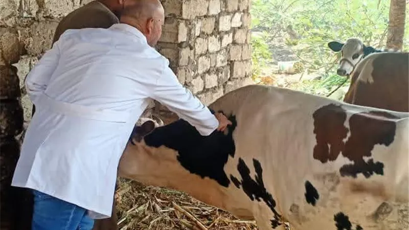 تحصين 45 ألف رأس ماشية بالمنيا ضد الحمى القلاعية والوادي المتصدع