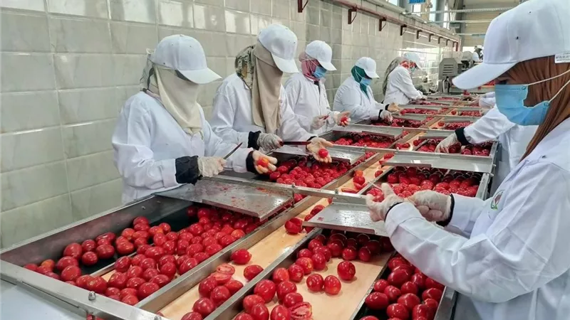 تنمية الصعيد تفتتح مجمعًا لتجفيف الطماطم بالأقصر لتوفير 150 فرصة عمل جديدة