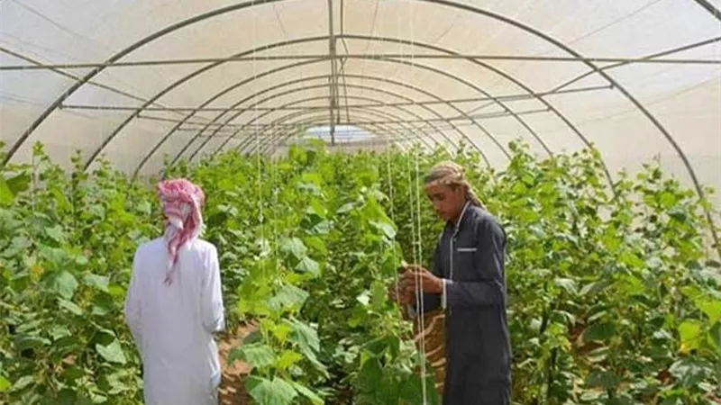 خبير زراعي: سيناء كنز طبيعي واعدة.. والسياحة الزراعية بوابة لجذب عالمي