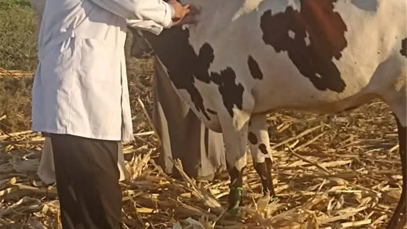المنيا: تحصين 167 ألف رأس ماشية ضد الوادي المتصدّع والحمّى القلاعية