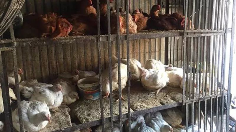 الزراعة تعلن غلق وتشميع محلاً غير مرخص للدواجن بمحافظة الجيزة 