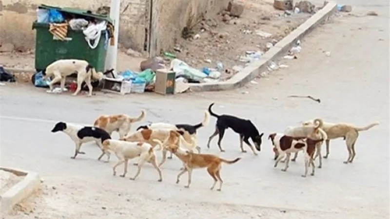 الكلاب الضالة تهدد المواطنين.. الإطعام العشوائي والمخلفات وراء كارثة الشوارع