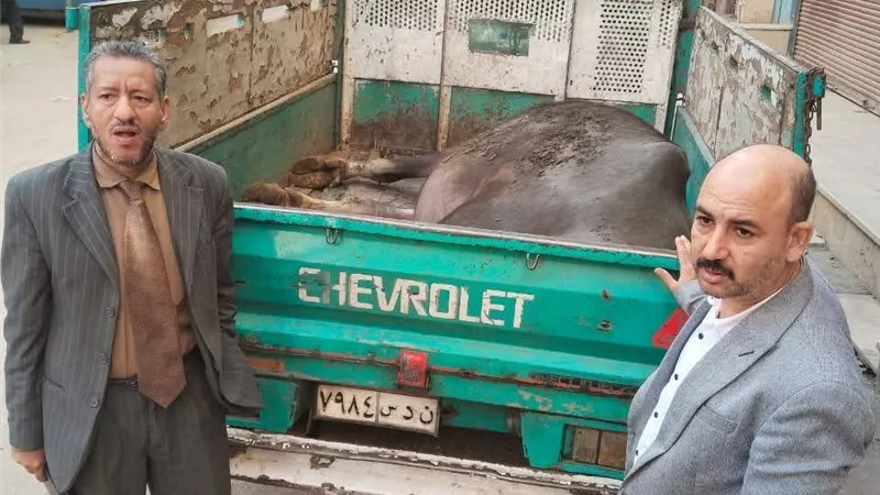 محافظ المنيا: رقابة مشددة على أسواق اللحوم ومنع الذبح خارج المجازر
