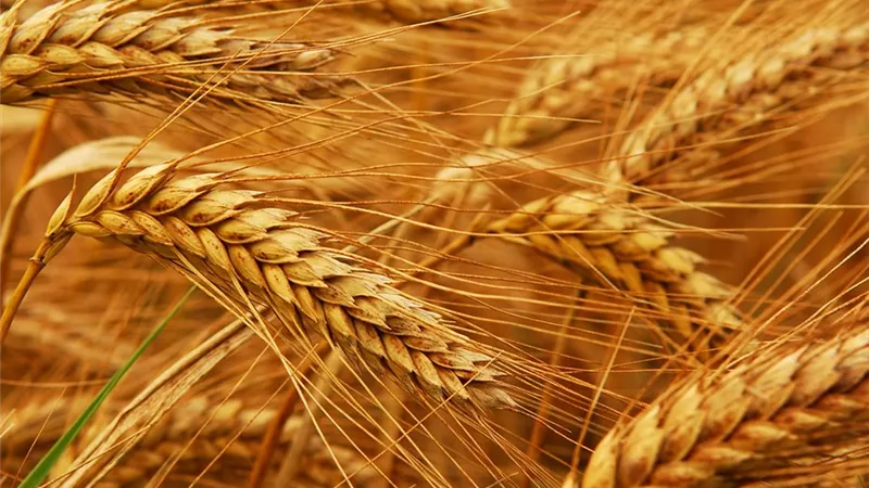 أكثر من 3.7 مليون فدان قمح.. كيف صنعت السياسات التحفيزية طفرة التوسع الزراعي؟