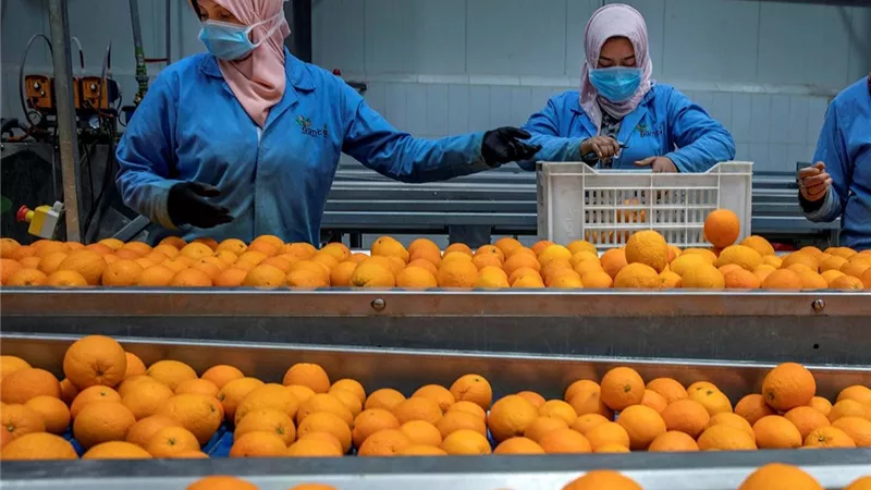 ملحمة الذهب الأخضر.. الصادرات الزراعية المصرية تكسر حاجز الـ 9 ملايين طن
