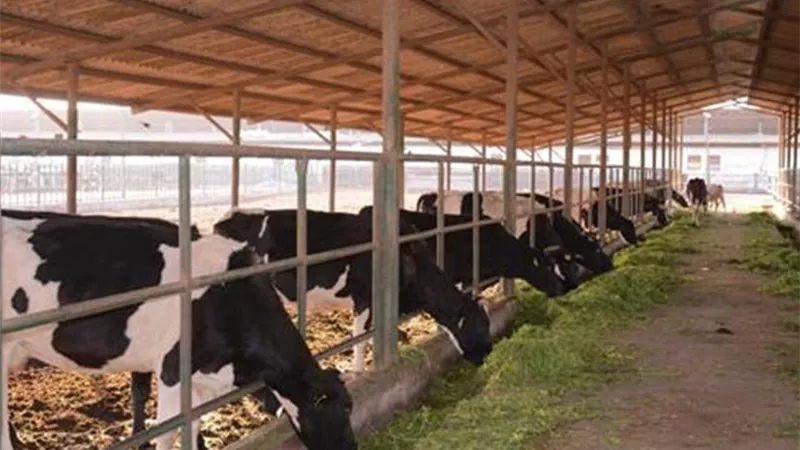 طفرة في تنمية الثروة الحيوانية.. تراخيص جديدة وتمويلات بالمليارات لدعم الإنتاج