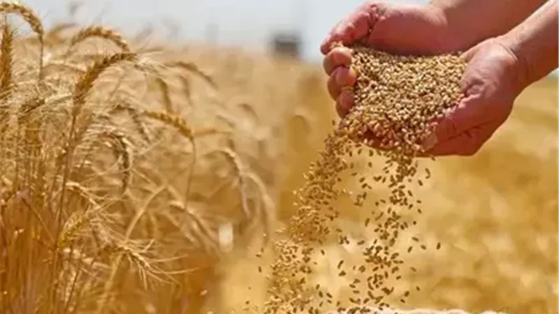  تقليص استيراد القمح 8% وزيادة الإنتاج المحلي 18% يعيدان رسم الأمن الغذائي في مصر