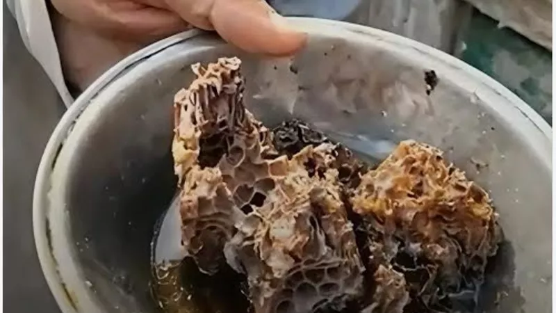 سر خلية النحل في القبور يكشف لغز العسل من باطن التراب ويثير جدلًا واسعًا