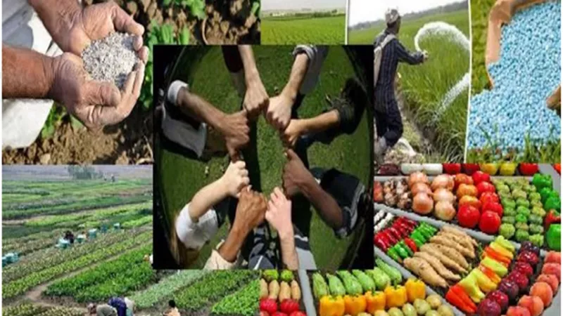 من الحقل إلى السوق.. الجمعيات الزراعية تقود معركة الإنتاج العادل وتصنع فارق الأمن الغذائي