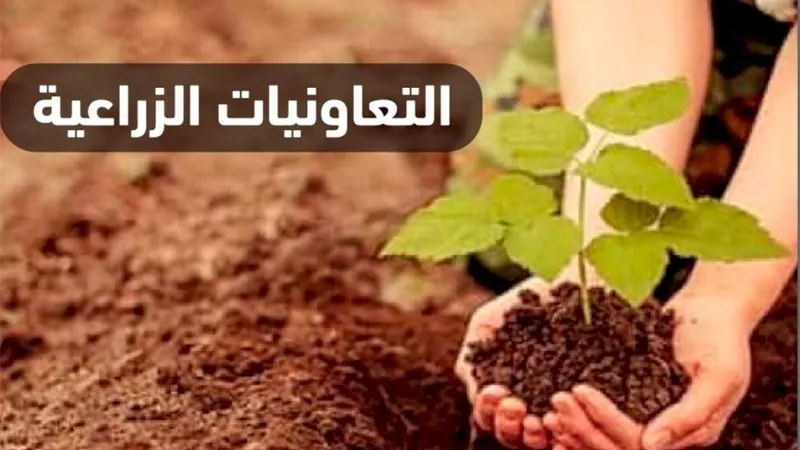 الجمعيات الزراعية.. حائط الصد الأول لحماية الفلاح وقلب النهضة الزراعية في الريف المصري