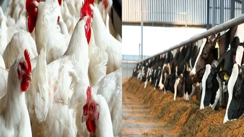 لدعم الإنتاج المحلي.. الزراعة تصدر 465 ترخيصًا لمشروعات الثروة الحيوانية والداجنة خلال أسبوعين