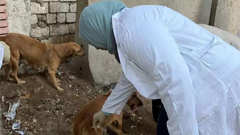 بيطري المنيا: تحصين الكلاب الحرة ضد السعار بعدة مناطق حيوية بالمحافظة