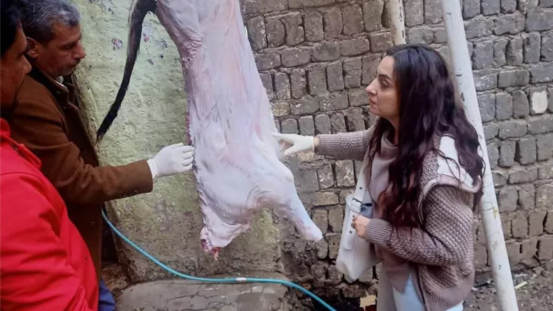 ضبط 221 كجم لحوم فاسدة خارج المجازر بالمنيا