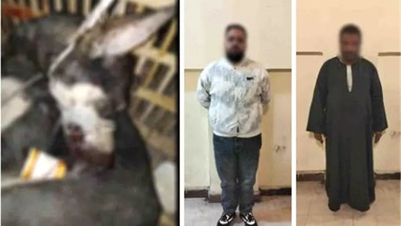 فيديو صادم.. القبض على المتهمين بتعذيب كلب حتى الموت بالقاهرة