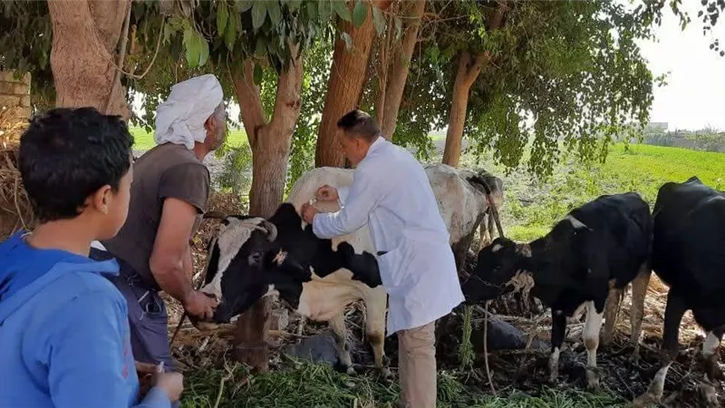ضد الحمى القلاعية.. تحصين أكثر من 44 ألف رأس ماشية بالمنيا