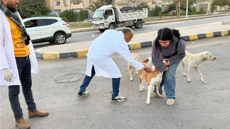 بيطري المنيا: تحصين وتعقيم الكلاب الحرة ضمن «مصر خالية من السعار 2030»