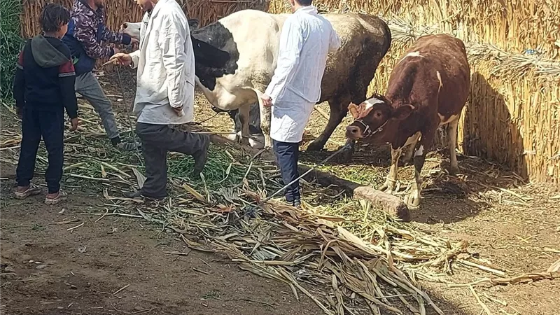 محافظ المنيا يعلن تحصين 86 ألف رأس ماشية ضمن حملة مكافحة الحمى القلاعية