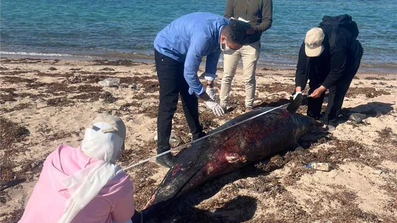وزيرة التنمية المحلية توجه بدفن الدرفيل النافق في رأس غارب وفقًا للاشتراطات البيئية