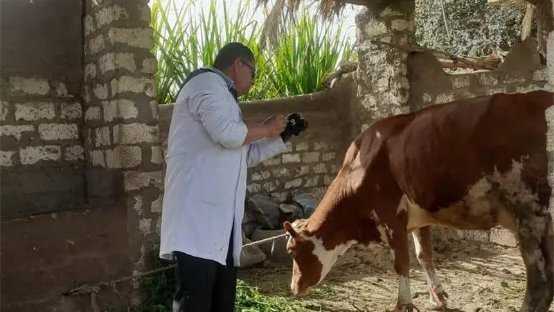 بيطري المنيا: تحصين أكثر من 102 ألف رأس ماشية ضد الحمى القلاعية