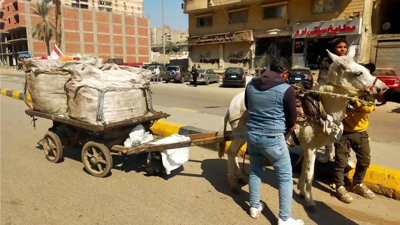 مصادرة الحمير.. الجيزة تشن حملات على النباشين