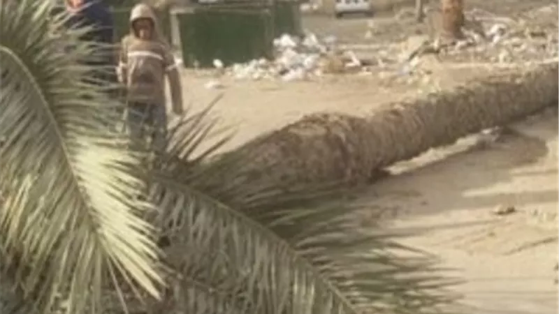 أول ضحايا الطقس السيئ.. مصرع مسن سقطت عليه نخلة بطنطا
