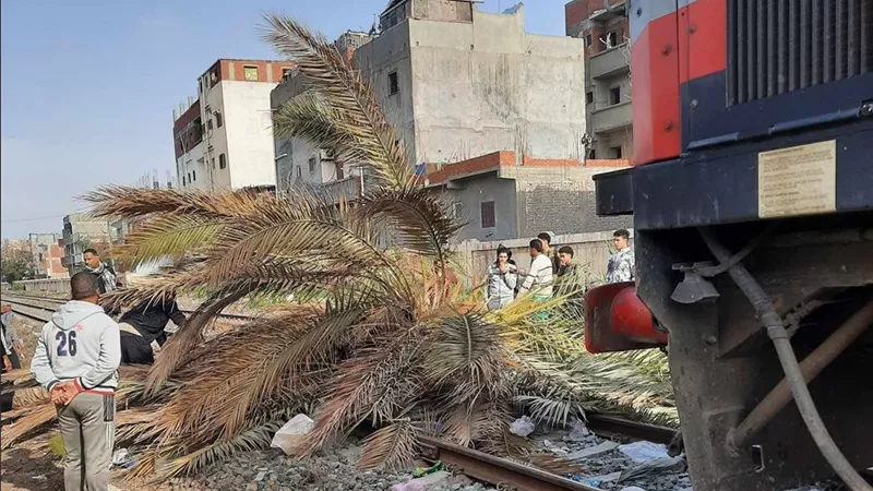 سقوط نخلة على السكة الحديد يربك حركة القطارات قبل محطة سيدي جابر