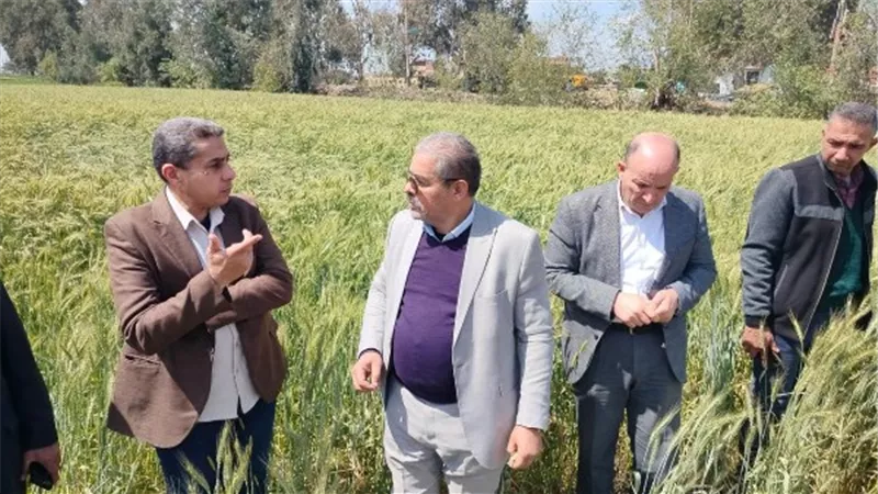 الزراعة: القمح في حالة جيدة ومشروعات الإنتاج مستقرة