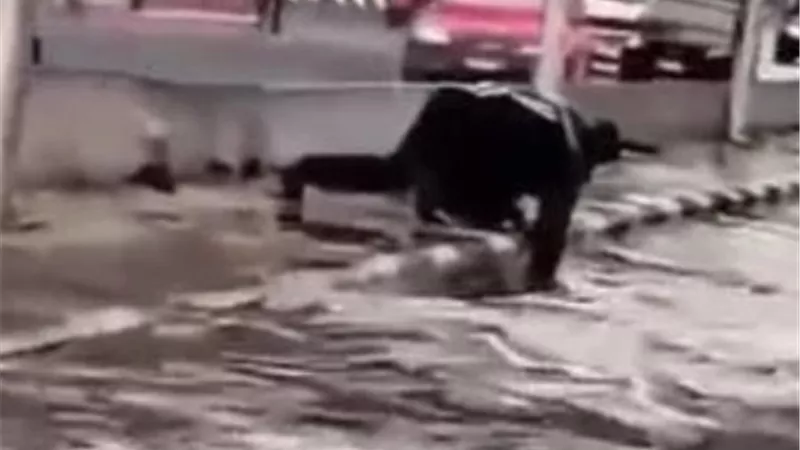 انقذ الطريق الدائري بالمعادي.. أمين شرطة يواجه الأمطار ويفتح بلاعة صرف صحي بيده 