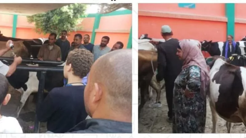 محافظ المنيا يعلن بدء الحملة القومية للتحصين ضد الجلد العقدي وجدري الأغنام