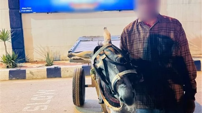 ضرب الحمار.. ضبط بائع خضراوات لتعديه على دابة بالحجارة في البحيرة