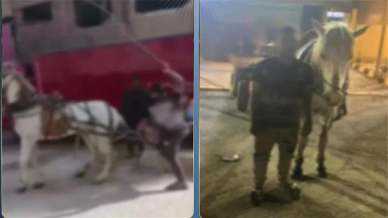 القبض على المتهم بالتعدي على حصان بـ«الكرباج» في القليوبية 