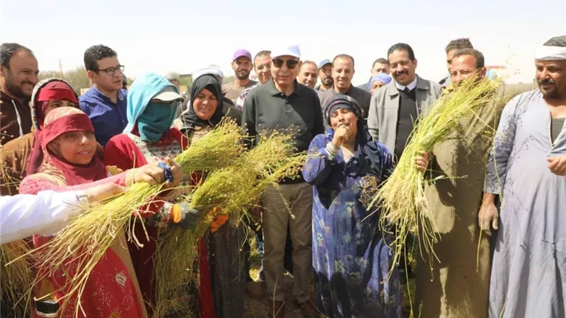 الذهب الأخضر بالمنيا.. حصاد 600 فدان كتان بأبوقرقاص ودعم للمزارعين