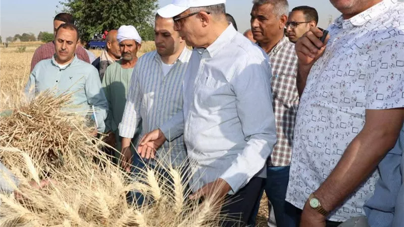 المنيا تتخطى المستهدف في زراعة القمح بزيادة 16 ألف فدان