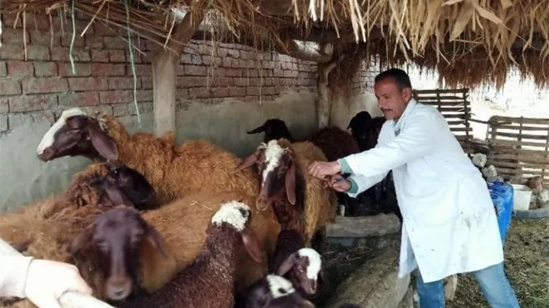حملة بيطرية تعالج وتحصّن 325 رأس ماشية بأبو حمص في البحيرة