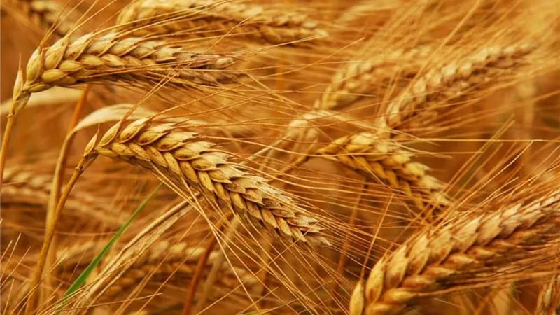 الجفاف الأمريكي يشعل أسعار القمح عالميًا ويضغط على رغيف الخبز المصري