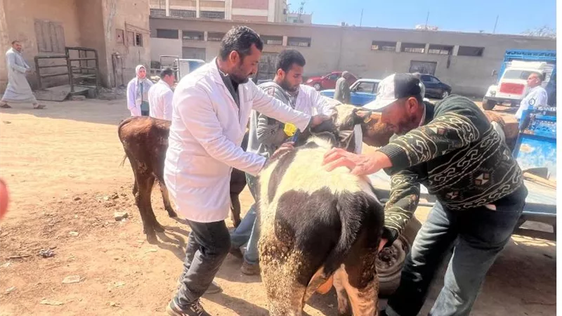 قافلة بيطرية مجانية بكفر الدوار تعالج وتحصن 500 رأس ماشية بالبحيرة