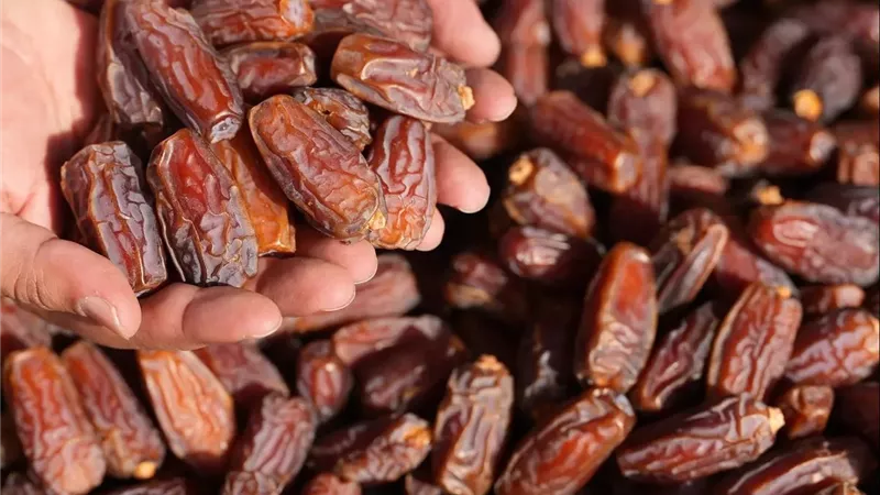 من النخيل إلى الأسواق العالمية.. الزراعة تطلق خطة لتطوير تداول وحفظ التمور