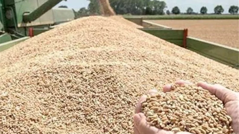 600 طن قمح حصيلة التوريد بشون البحيرة منذ انطلاق الموسم