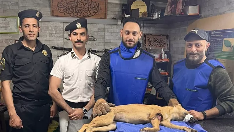 شرطة النجدة تنقذ كلبًا مصابًا وتنقله للعلاج في بورسعيد |تفاصيل وصور