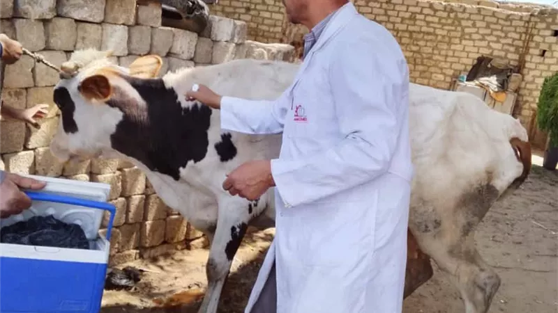 تحصين 186 ألف رأس ماشية بالمنيا ضمن الحملة الاستثنائية ضد الحمى القلاعية